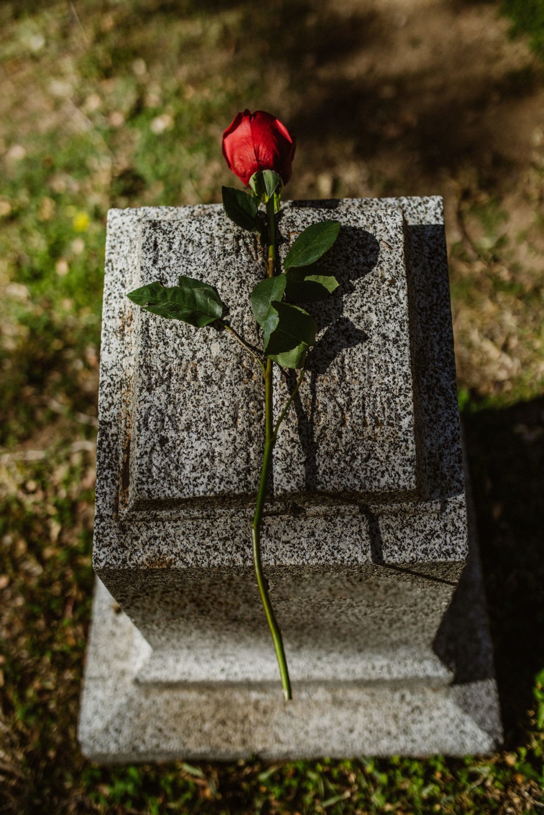 Rose in a cemetery